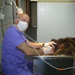 profesionales clínica veterinaria Asturias