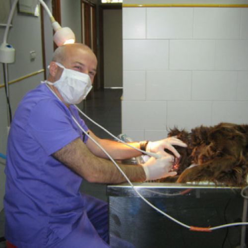 profesionales clínica veterinaria Asturias