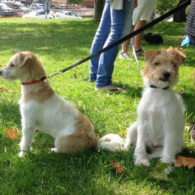 Promociones con 3 o más mascotas