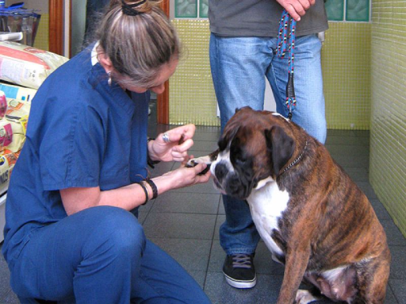 cita previa veterinaria cita previa veterinaria