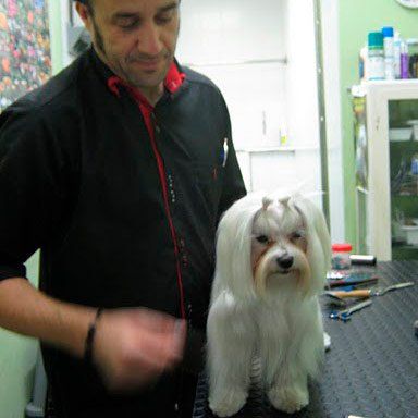 Peluquería canina en Piedras Blancas