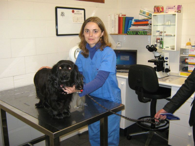 urgencias veterinarias