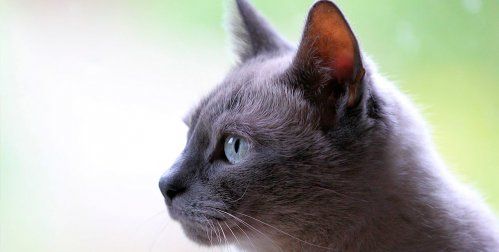 Toxoplasmosis y embarazo