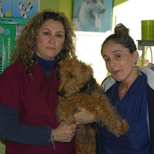 profesionales veterinarios Asturias